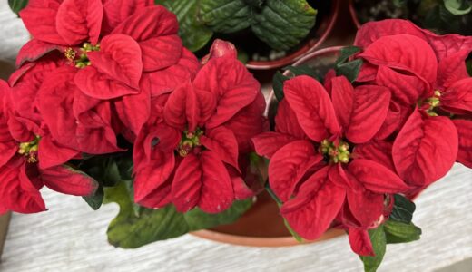 お歳暮ギフト入荷